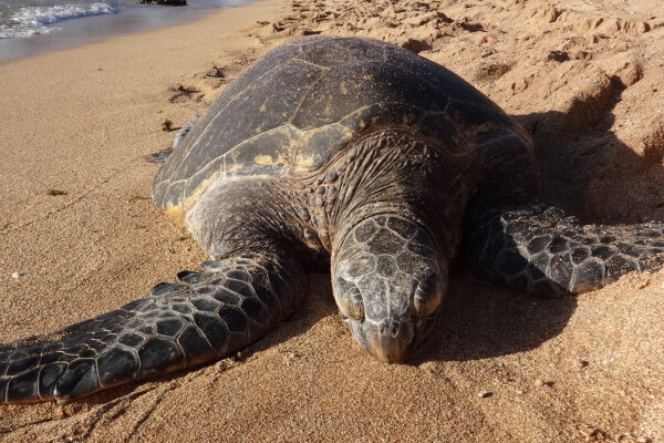 ハワイの動物・海亀・鯨の写真・画像