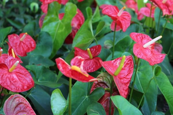 ハワイの花と植物の写真・画像