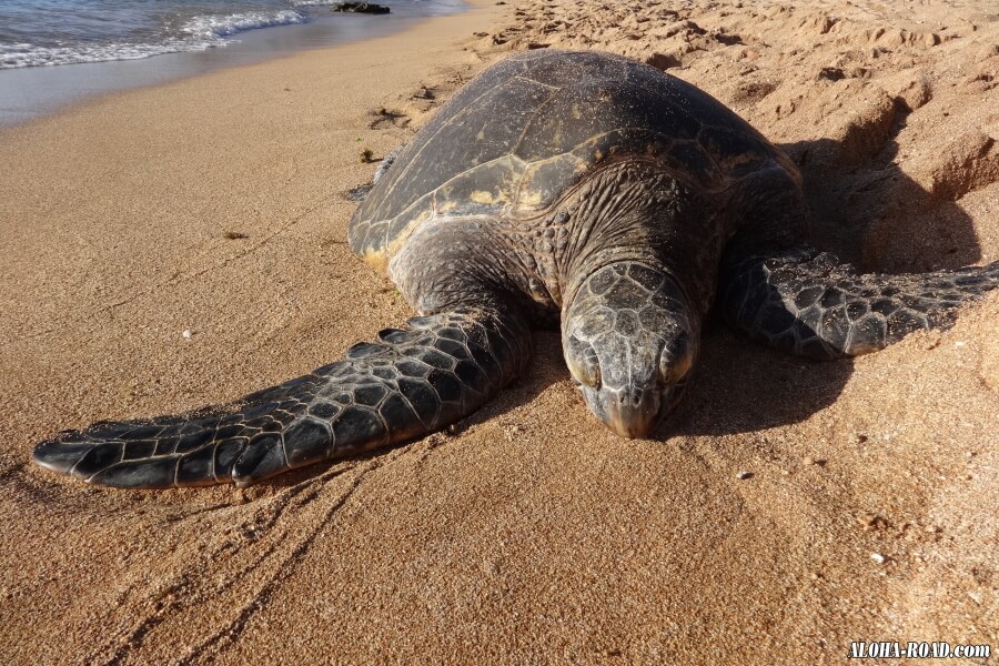 海亀（HONU)の甲羅干し