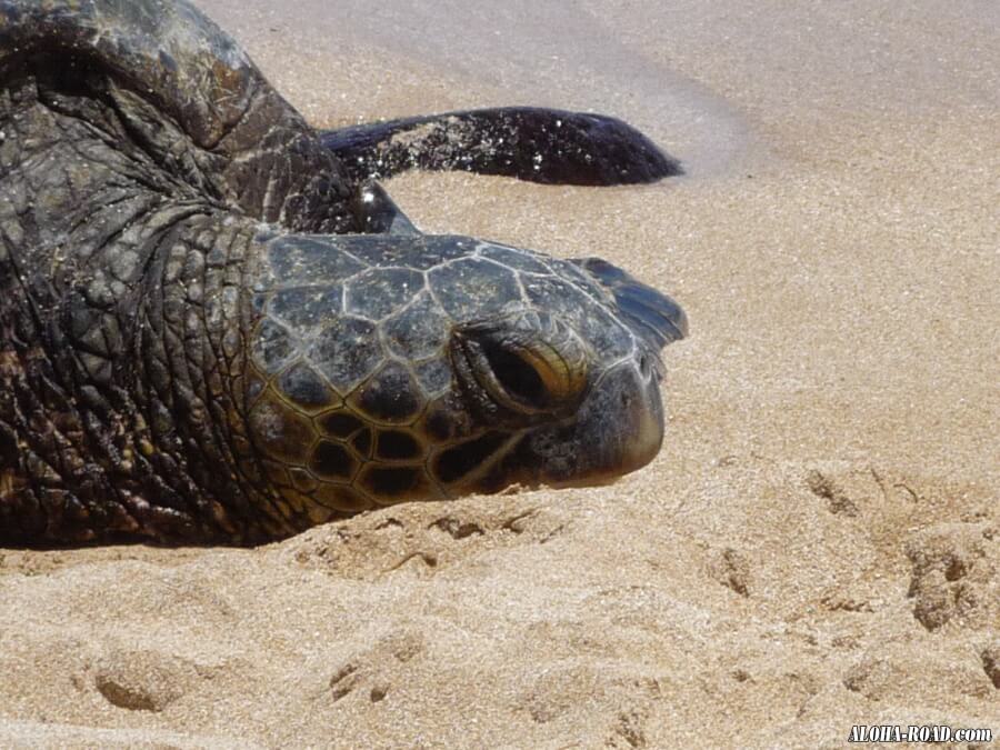 海亀（HONU)の寝顔