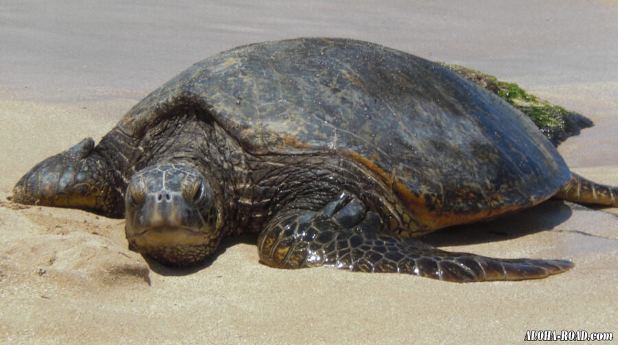 海亀（HONU)のポーズ