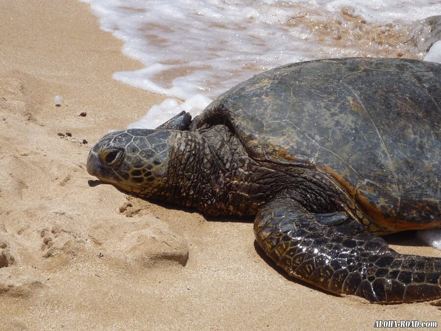 海亀（HONU)の甲羅干し