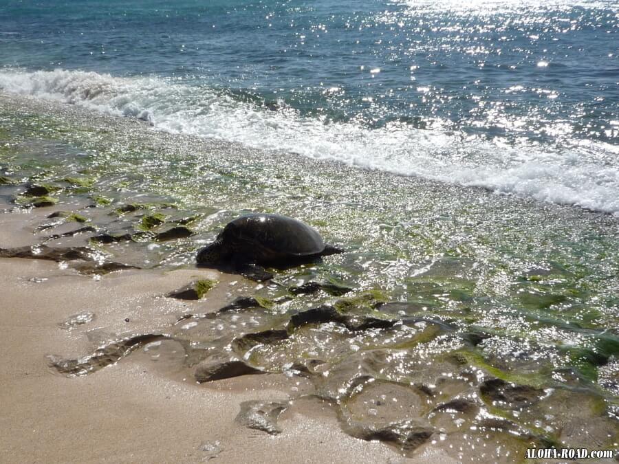 海亀（HONU)の甲羅干し