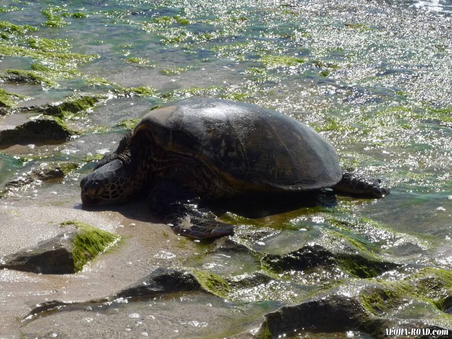 海亀（HONU)の食事