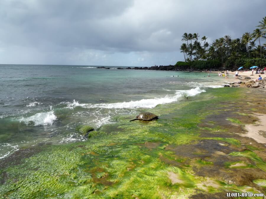 海亀（HONU)の帰還