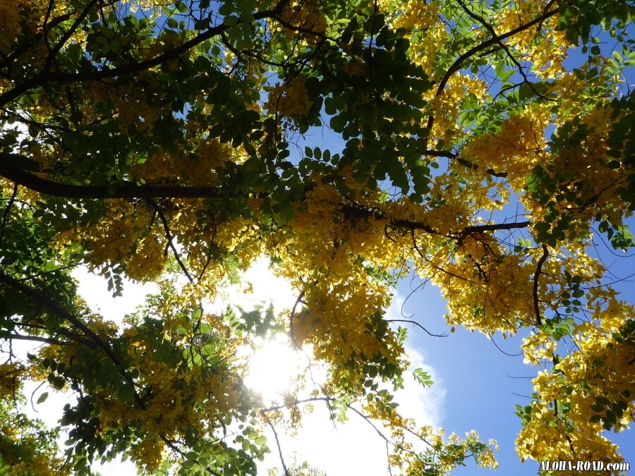 ハワイの花と植物 ハワイの写真 画像