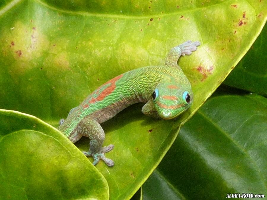 ヤモリ・Gecko（ゲッコウ）：ハワイの写真・画像