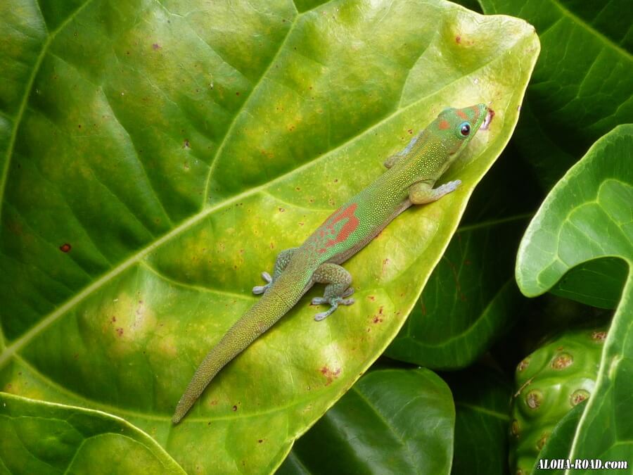 正式名称は、Gold dust day gecko　ヒロオヒルヤモリ