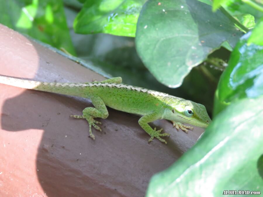 ヤモリ Gecko ゲッコウ ハワイの写真 画像