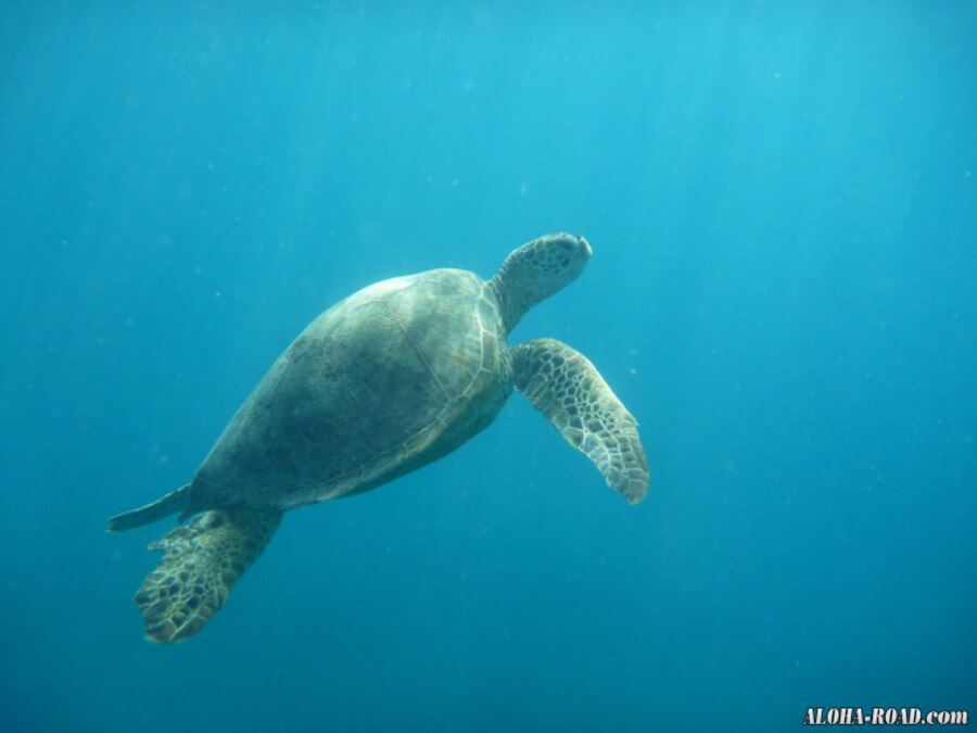 タートルキャニオンのHONU（海亀）