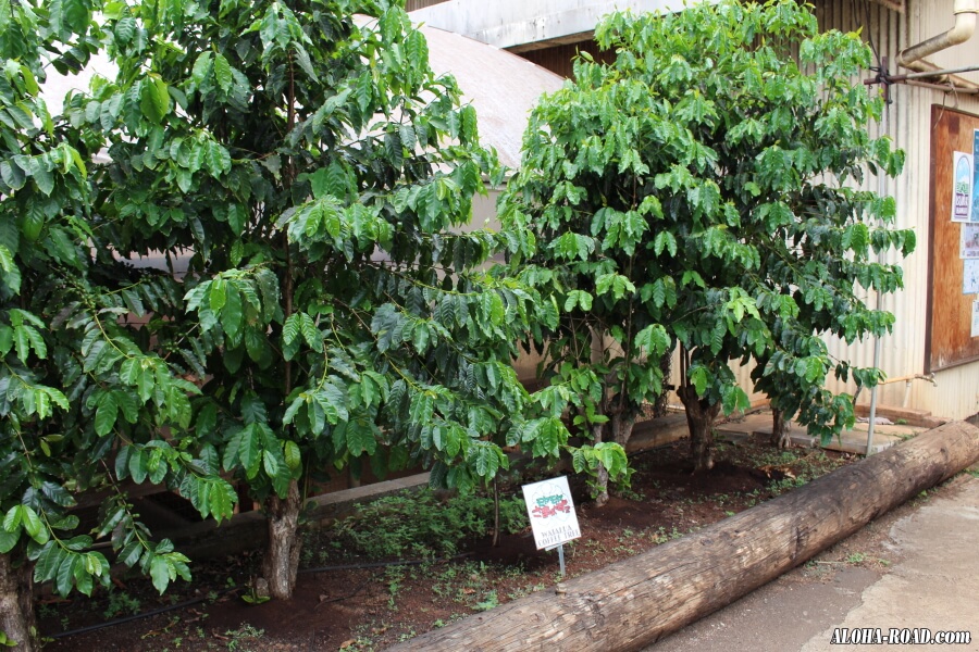 モヤモヤさまぁ～ず2がコーヒーの木を植樹