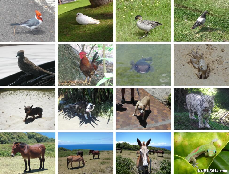 ハワイの動物達