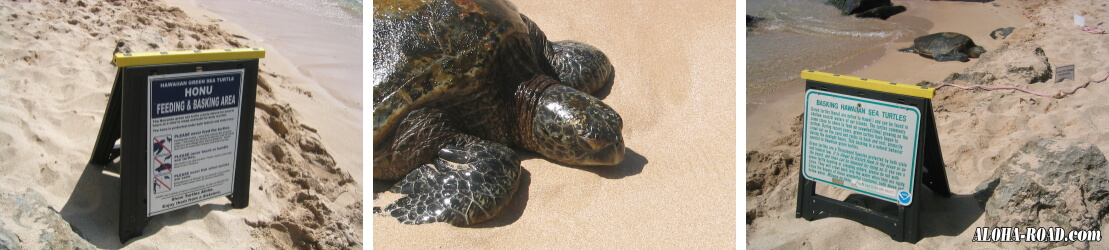 海亀（HONU)への注意喚起