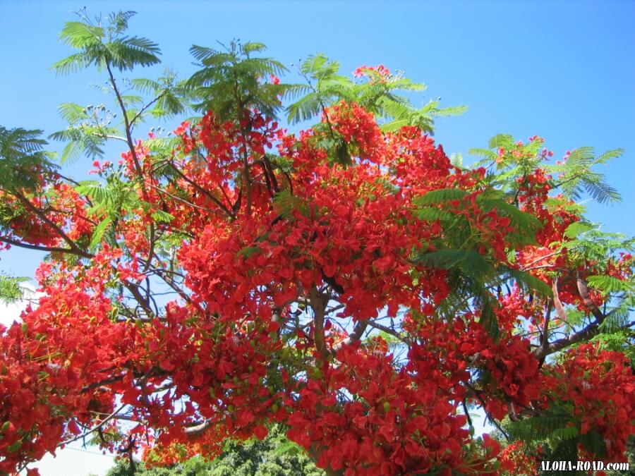 ハワイの花と植物 ハワイの写真 画像