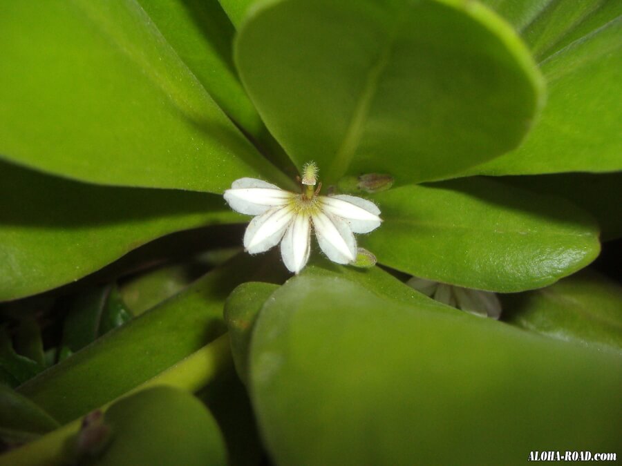 ハワイの花と植物 ハワイの写真 画像