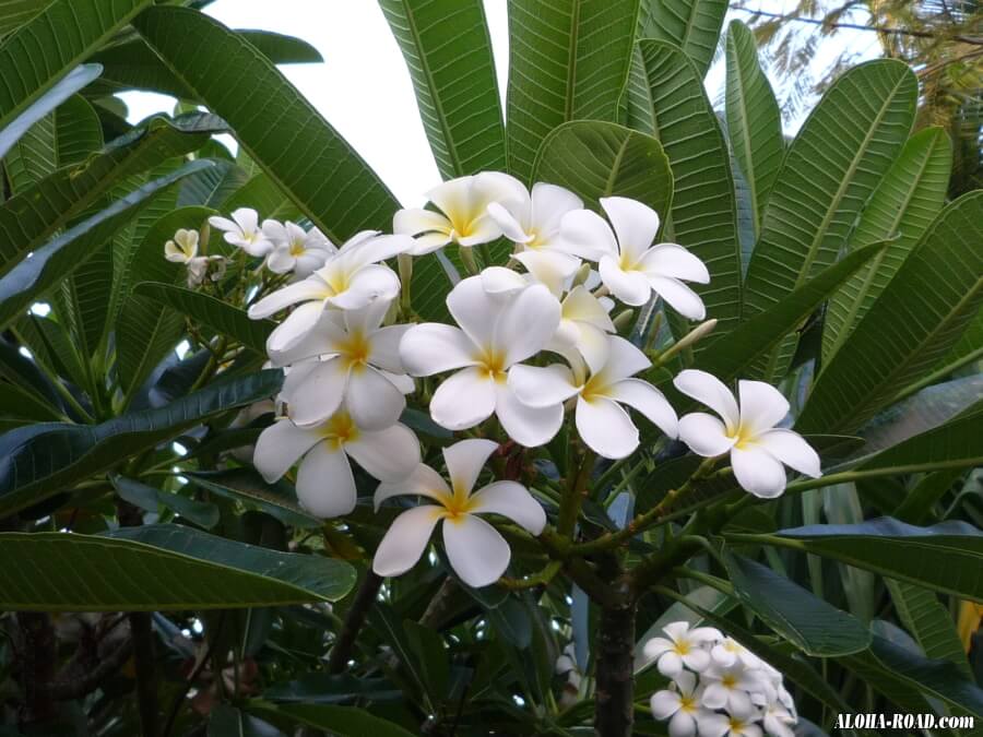 ハワイの花と植物 ハワイの写真 画像