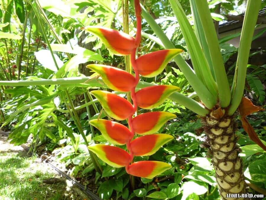 ハワイの花と植物 ハワイの写真 画像