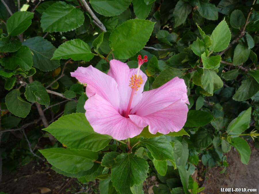 ハワイの花と植物 ハワイの写真 画像