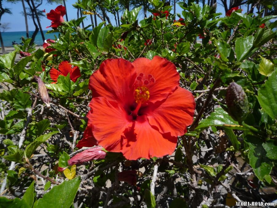 ハワイの花と植物 ハワイの写真 画像