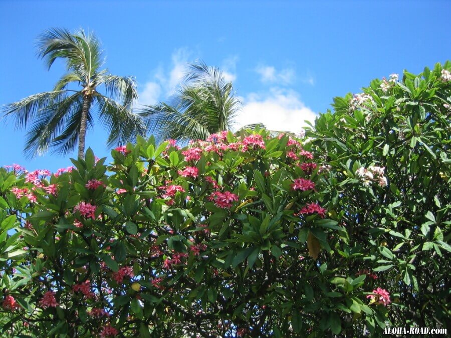 ハワイの花と植物 ハワイの写真 画像