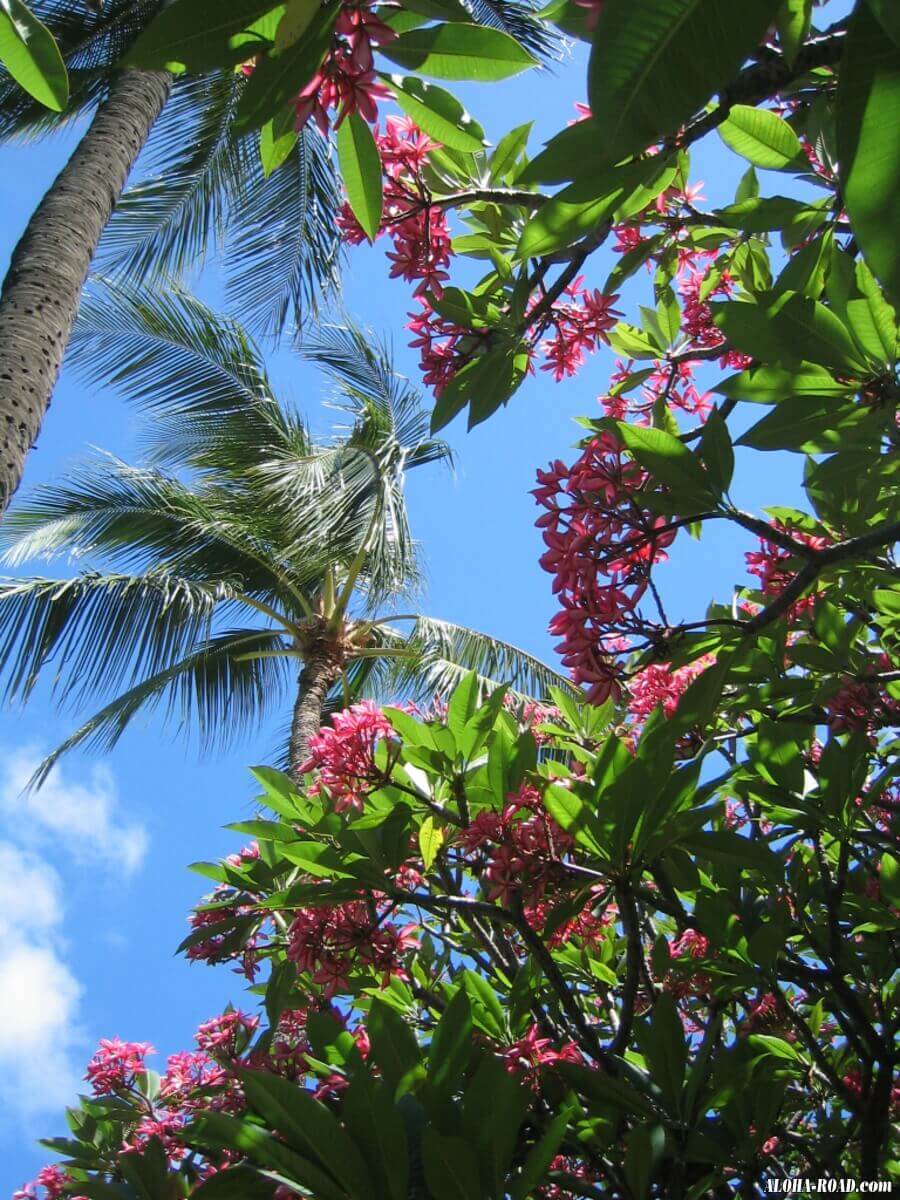 ハワイの花と植物 ハワイの写真 画像