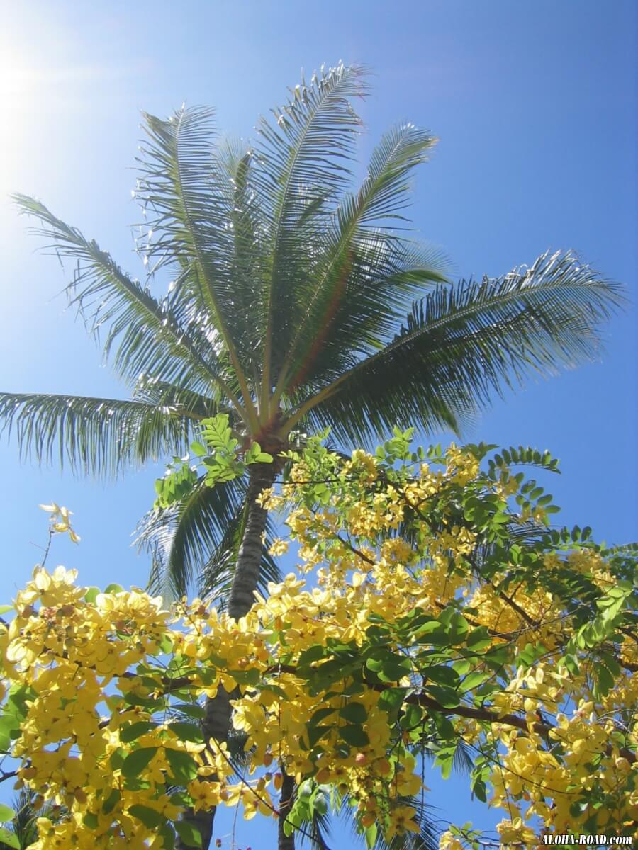 ハワイの花と植物 ハワイの写真 画像